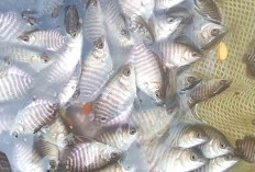 Begini Cara Budidaya Ikan Gurame, Warga Musi Rawas Sudah Membuktikannya