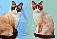 Cat Lovers Harus Tahu! Inilah 7 Ciri Kucing Snowshoe yang Lucu dan Menggemaskan