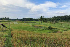 Hasil Panen Padi di Musi Rawas Merosot, Petani Berharap Tak Terjadi Lagi di Musim Tanam Selanjutnya