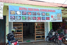 Toko Ikan Cupang Betta Fizh, Harga Bersahabat, Terlengkap di Lubuk Linggau