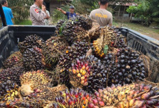 3 Pria di Musi Rawas Kedapatan Mencuri Sawit, 1 Diamankan 2 Pelaku Lainnya Kabur