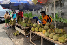 Durian Lubuklinggau Siap Ekspor, Asal….