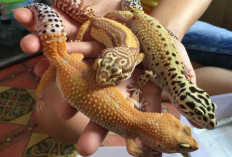 Koleksi Reptil Mewah? Tokek Albino Jadi Primadona Pecinta Eksotik