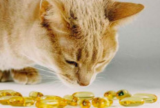 6 Manfaat Minyak Ikan untuk Kucing, Ampuh Membantu Menghilangkan Kulit Kering dan Bersisik 
