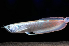 Mengenal Lebih Jauh Ciri-Ciri Ikan Arwana Silver Brazil