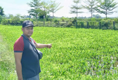 Bibit Padi Rusak Petani Beralih Menanam Genjer