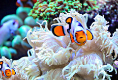 Inilah 5 Fakta dari Ikan Badut Atau Biasa Disebut Ikan Nemo