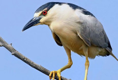Burung Koak Bagian dari Ekosistem Hutan dan Identitas Budaya Timor