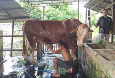 Jelang Idul Fitri  DTPHP Musi Rawas, Akan Lakukan Pemeriksaan Kesehatan Hewan 
