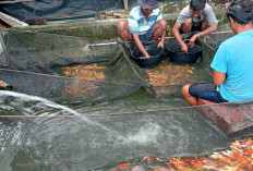 Budidaya Ikan Koi, Jadi Penggerak Ekonomi Keluarga di Musi Rawas