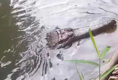 Buaya Cucut Muncul di Sungai Ketuan, Warga Desa Sadarkarya Musi Rawas Diminta Waspada