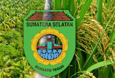 Sumatera Selatan Punya Kabupaten Penghasil Padi dan Penghasil Sawit Terbesar Kedua, Dimana? 