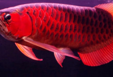 5 Fakta Unik Ikan Arwana, Salah Satu Spesies Ikan yang Bisa Melompat dan Menyimpan Telur Didalam Mulutnya