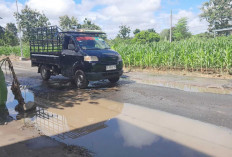 Protes Jalan Berlubang Belum Diperbaiki, Warga Lubuk Linggau 'Tanam' Pohon Pisang di Jalan