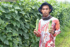 Harga Mentimun Murah, Petani di Musi Rawas Alami Kerugian Puluhan Juta