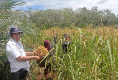 Produksi Padi di Kecamatan Jayaloka Diperkirakan Akan Menurun  