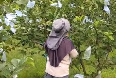 Gara-gara ini, Petani Jambu Kristal di Musi Rawas Terpaksa Naikkan Harga Jual