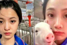 Viral Wanita Ini Rigsen dari PNS Demi Bekerja di Peternakan Babi,Begini Alasanya