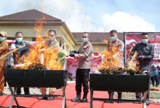 Berpotensi Merusak Ribuan Generasi Muda, Kapolda Sumsel Musnahkan Ganja Senilai Rp500 Juta di Empat Lawang