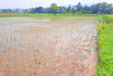 Tanam Genjer Lebih Untung, Sudah Dibuktikan Warga Tugumulyo Musi Rawas