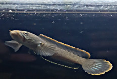 Inilah 6 Jenis Ikan Channa Limbata Generasi Baru yang Terpopuler 