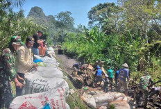 Irigasi Jebol Bikin 600 Hektare Sawah di Musi Rawas Tak Teraliri Air, ini yang Dilakukan Warga