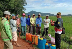Ingin Hama Pergi Tanpa Kembali, POPT : Terapkan Prinsip 6 Tepat