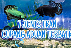  Inilah 7 Jenis Ikan Cupang Aduan Terbaik yang Terkenal dengan Kelincahan dan Kekuatannya