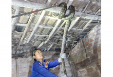 Warga Desa Mataram Apresiasi Petugas Damkar Mura Karena Evakuasi Ular Sanca 3 Meter