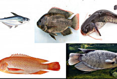 5 Ikan Air Tawar Yang Tinggi Akan Tinggi Protein