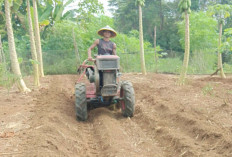 Petani Desa Satan Indah Jaya Mulai Tertarik Menanam Tanaman Terong Karena Harga Stabil