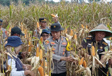 Dukung Swasembada Pangan, Polres Mura Panen Raya Jagung Tahap Pertama di Desa Air Satan Musi Rawas