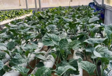 Warga Musi Rawas Sukses Budidaya Sayuran Caisim, Meskipun di Lahan Seadanya