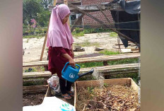 Warga Musi Rawas Dapat Tambahan Penghasilan dari Manfaatkan Pekarangan Rumah 