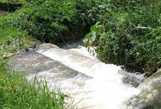 Tanggul di Desa Sukorejo Musi Rawas Jebol Lagi. 417 Hektare Lahan Sawah Terdampak 