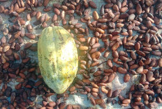 Cerita Petani Kakao di Lubuklinggau Baru Panen Sekali Harga Jual Tinggi