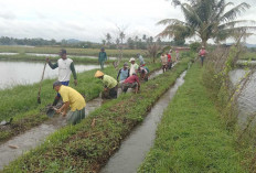  Petani Bersama Dengan PPL dan Pemdes A Widodo Lakukan Kegiatan Gotong Royong Bersihkan Saluran Irigasi