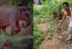 Heboh Seekor Gajah Masuk di Pemukiman Desa Tri Anggun Jaya, Warga Hindari Kontak Langsung