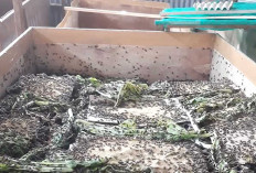 Ternak Jangkrik Bisa Menjadi Solusi Untuk Meningkatkan Perekonomian Keluarga