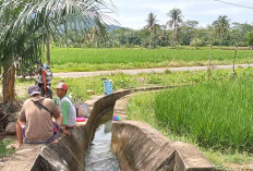 200 Hektare Sawah di Musi Rawas Selamat dari Kekeringan