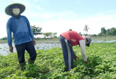Petani Sayuran di Desa Nawangsasi Musi Rawas Lakukan Pola Tanam Bergilir