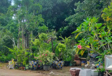 Depot Bunga Mekar Sari Lubuk Linggau, Hadirkan Aneka Pilihan Tanaman Hias