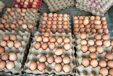 Harga Telur di Pasar Tradisional Kembali Stabil