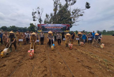 Tanam Jagung Serentak di Kota Lubuk Linggau Kapolres Lubuk Linggau : Mari Sama-sama Wujudkan Swasembada Pangan