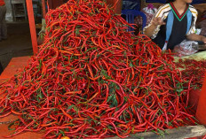 Harga Cabe Merah Pasca Idul Adha Masih Tinggi