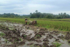 Petani Desa Satan Indah Jaya Musi Rawas Mulai Lakukan Pengolahan Lahan Sawah