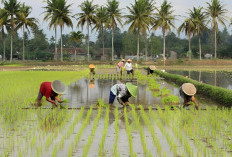 Sumsel Targetkan Cetak Sawah 150.000 Hektare pada 2025