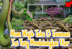 Mom Wajib Tahu 15 Tanaman yang Disukai Ular di Pekarangan Rumah,Yuk Simak Disini!