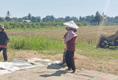 Pejuang Gabah Sisa Panen Padi, Demi Keluarga Rela 'NGASAK' di Musi Rawas 