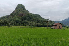 Target Tanam Padi Sawah Kabupaten Musi Rawas 39.814 Hektar